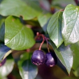 Cotoneaster chokeberry